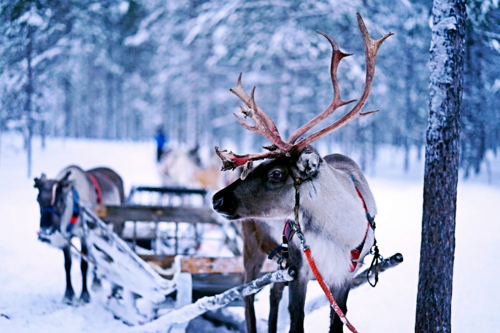 Reinsdyr-opplevelse i Finnmark: Nærkontakt med natur og kultur